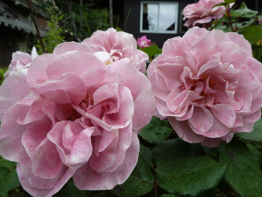 Flowers from her extensive garden